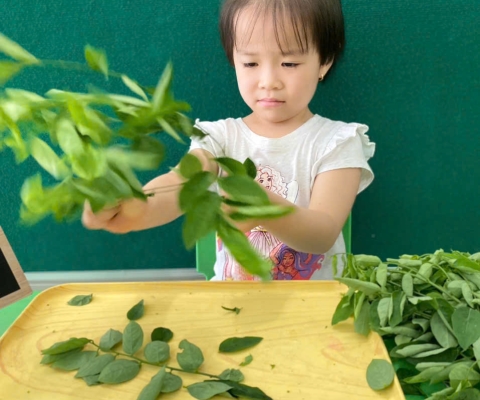 Kỹ Năng Sống Lặt Rau 